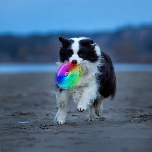 Flashflight Dog Discuit LED Flying Disc