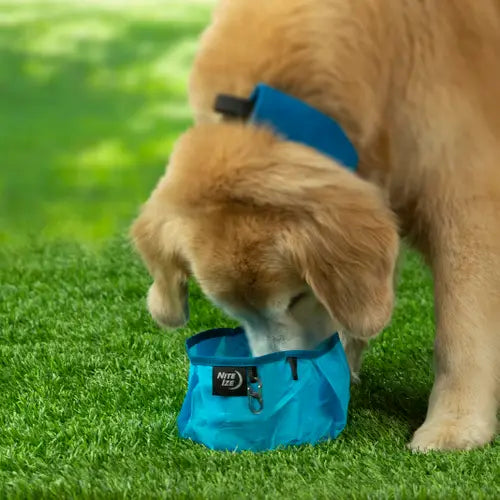 RadDog Collapsible Bowl