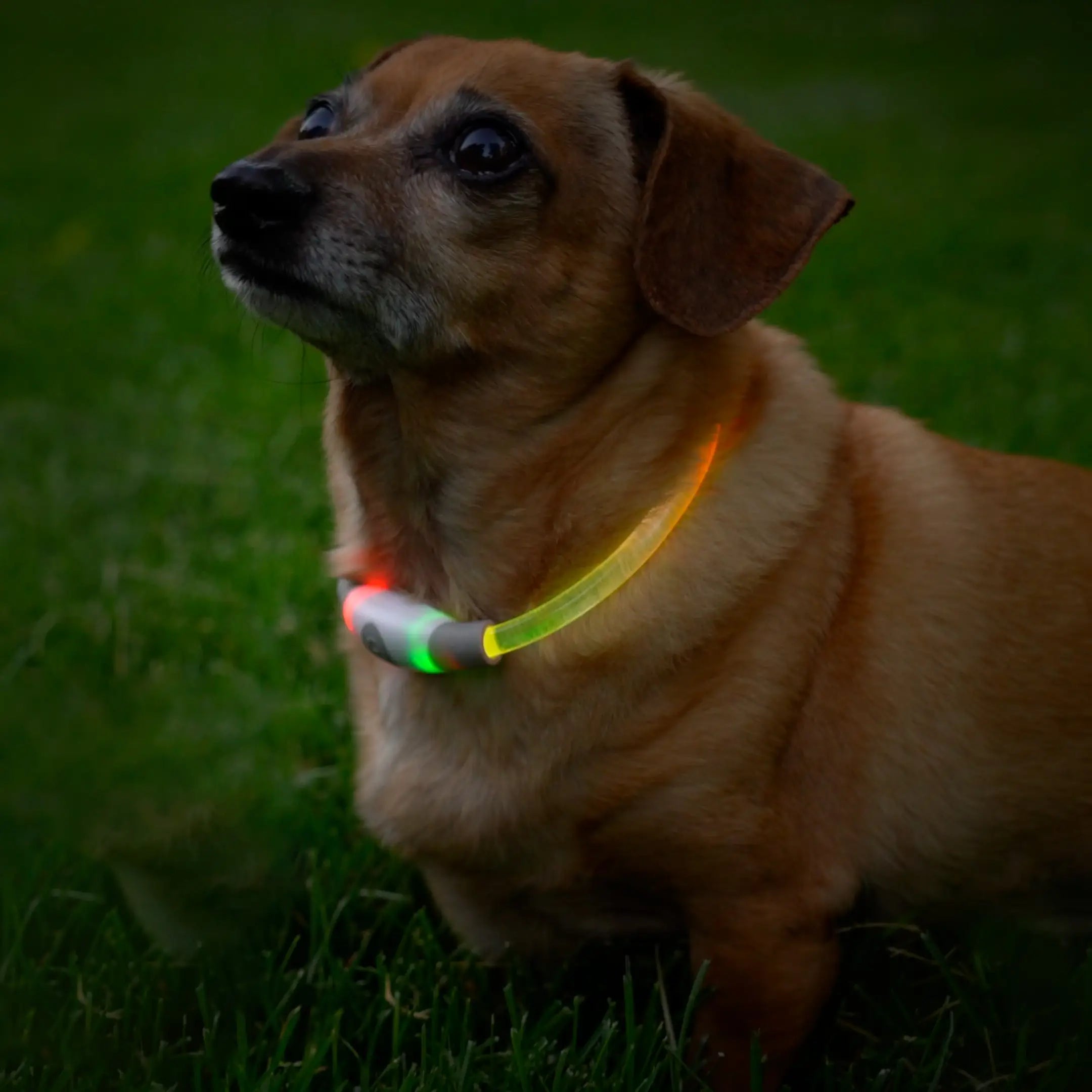 NiteHowl Mini Rechargeable LED Safety Necklace - Disc-O Select