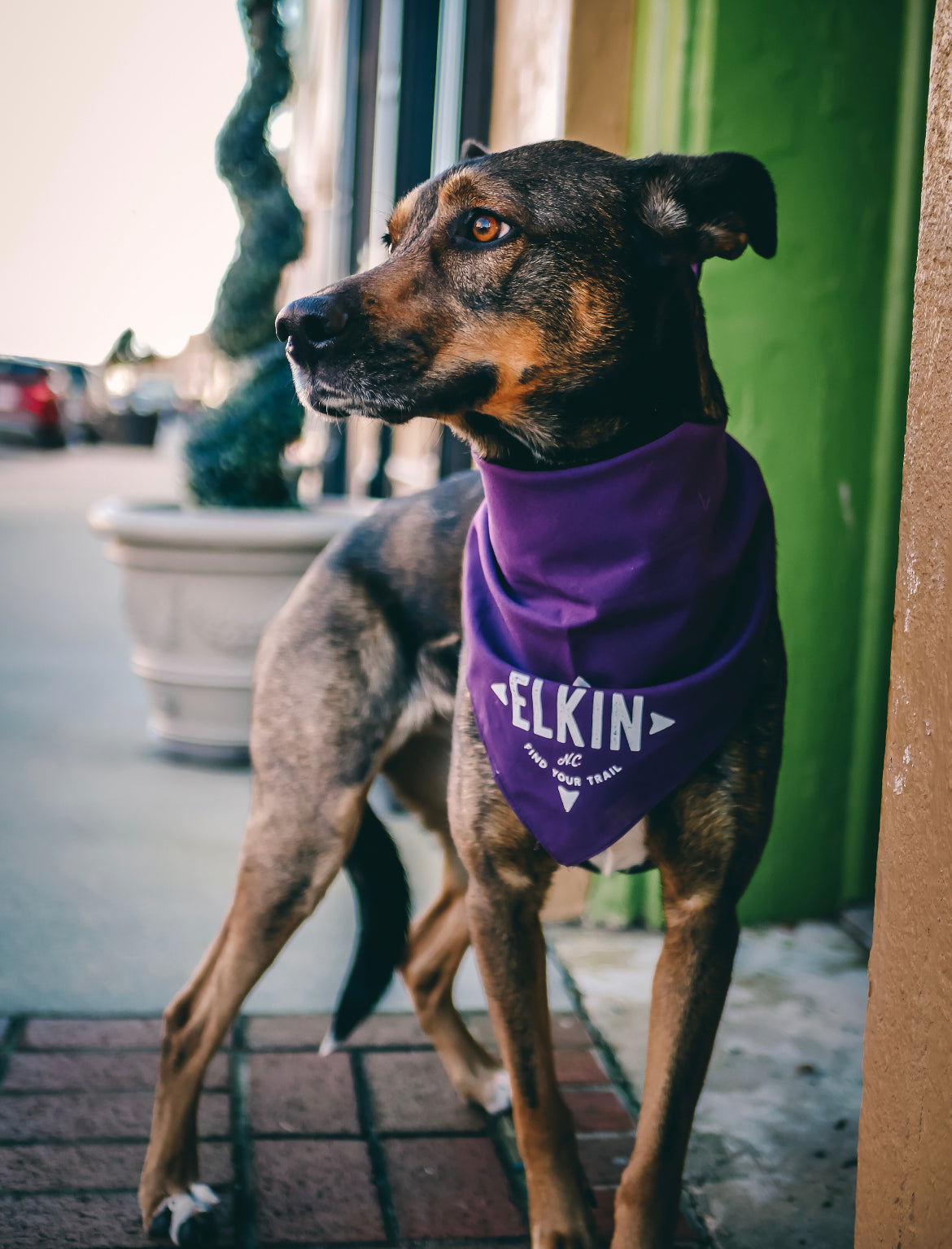 Explore Elkin Bandanas